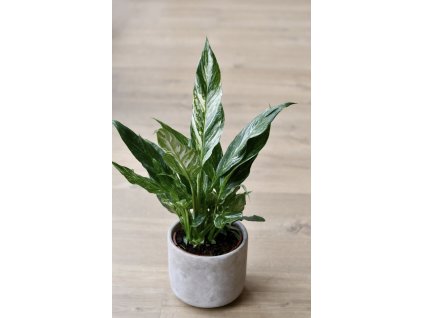 Lopatkovec Diamond 💎 | Panašované listy 🌿🤍 | Čistí vzduch 🍃💨 | Pro začátečníky 🌱