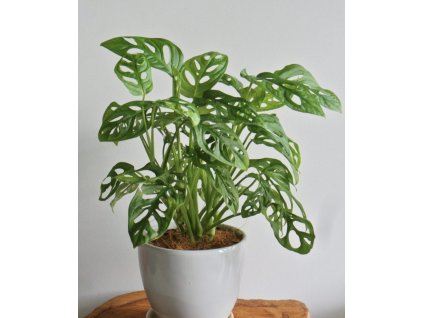 Pokojovka s děrovanými listy. Pro začátečníky 🌱 | Čistí vzduch 🍃💨