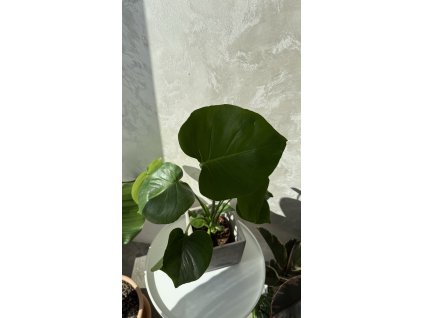 Monstera deliciosa | Oblíbená pokojová rostlina s děrovanými listy