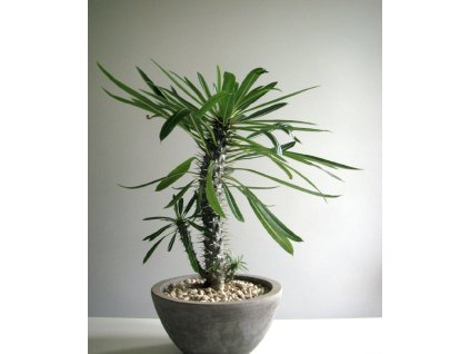 Pachypodium lamerei – madagaskarská palma | Exotická sukulentní rostlina