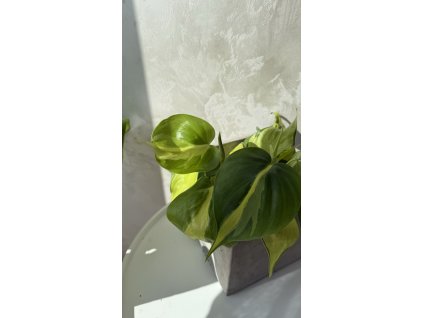 Philodendron scandens | Srdcovka – nenáročná pokojová rostlina