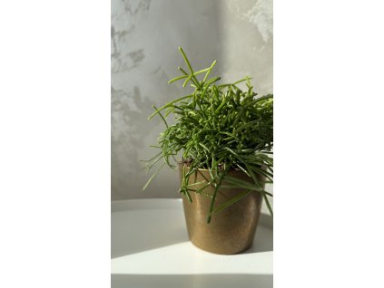 Jemný převislý sukulent. Pro začátečníky 🌱 | Friendly 🐾👶