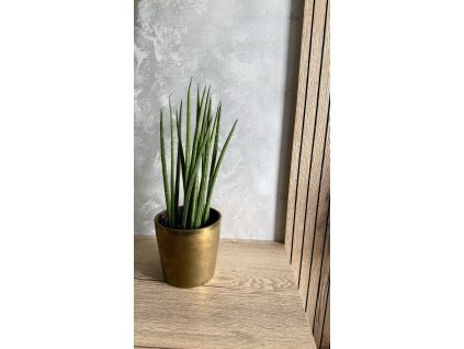 Nenáročná a odolná. Pro začátečníky 🌱 | Čistí vzduch 🍃💨