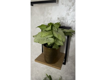 Syngonium podophyllum | Šípatkovec – nenáročná pokojová rostlina