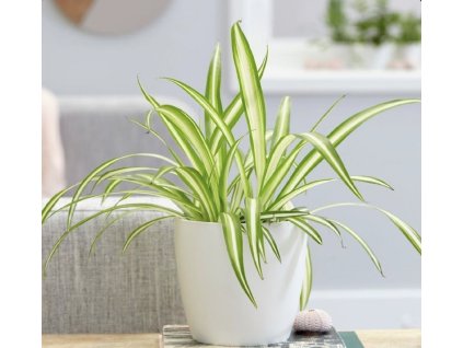 Zelenec (Chlorophytum) | Nenáročná pokojová rostlina, vhodná i k dětem