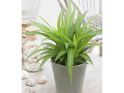 Zelenec Lemon 🌿💛 | Pro začátečníky 🌱 | Čistí vzduch 🍃💨 | Friendly pro děti i zvířata 🐾