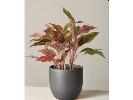 Snímek obrazovky 2025 10 03 v 14.57.31