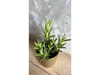 Dekorativní mini sukulent. Pro začátečníky 🌱 | Friendly 🐾👶