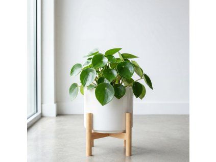 Peperomia polybotrya ‘Raindrop’