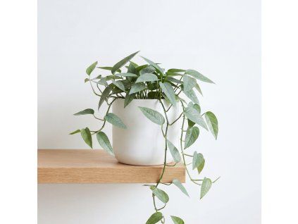 Epipremnum ‘Cebu Blue’