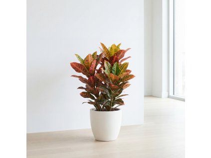 Codiaeum mix - kroton