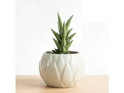 Sansevieria - Starshooter baby