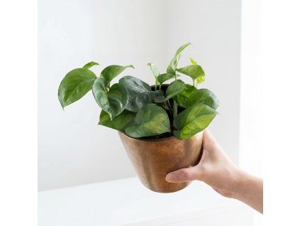 Epipremnum global green