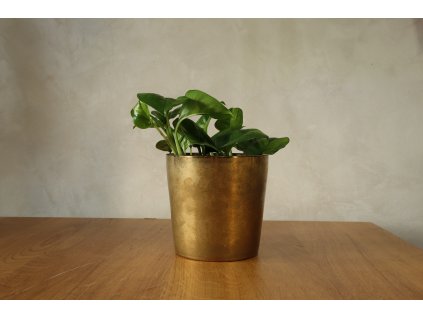 Epipremnum Global Green