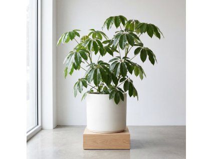 Schefflera Nora