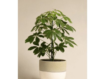 Schefflera Nora