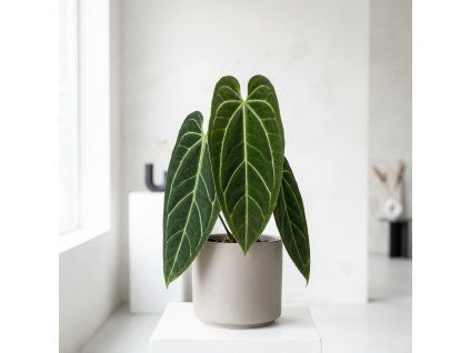 Anthurium Villenaorum