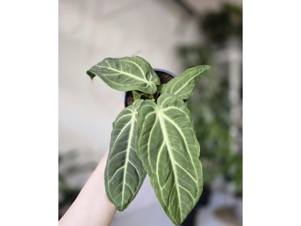 Anthurium Villenaorum