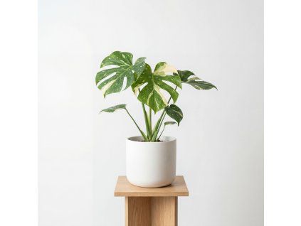 Monstera deliciosa Thai Constellation