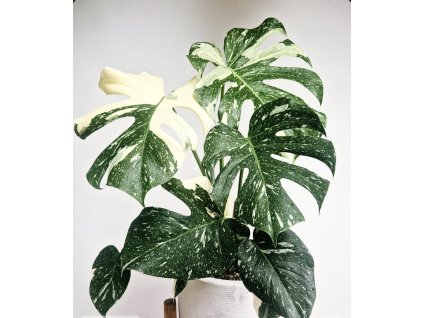 Monstera deliciosa Thai Constellation