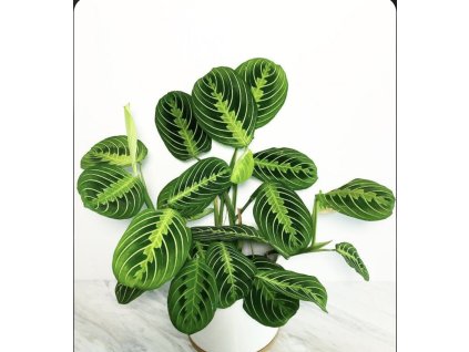 Maranta lemon