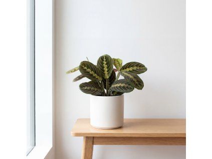 Maranta Fascinator