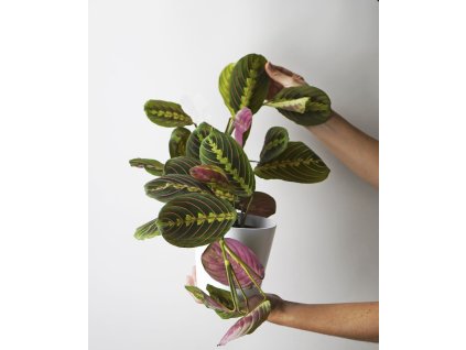Maranta fascinator