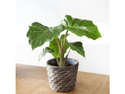 Alocasia - Low Rider