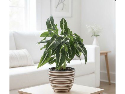 Syngonium - Wendlandii