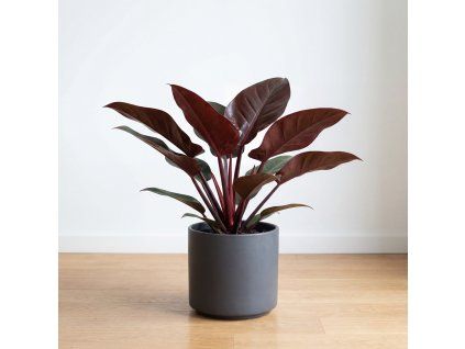Philodendron - Imperial red