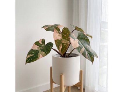 Philodendron - Bikiny pink