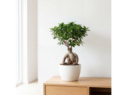 Ficus Microcarpa Ginseng 🌳 – efektní bonsaj