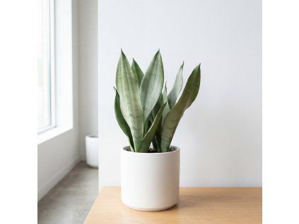 Sansevieria - Moonshine