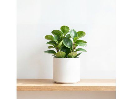 Peperomia obtusifolia - Green