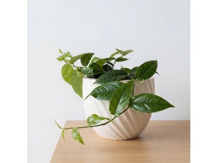 Ficus sagittata - fíkus