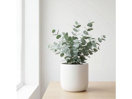 Eucalyptus cinarea - eukalyptus