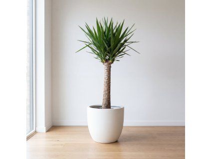 Yucca – dracéna
