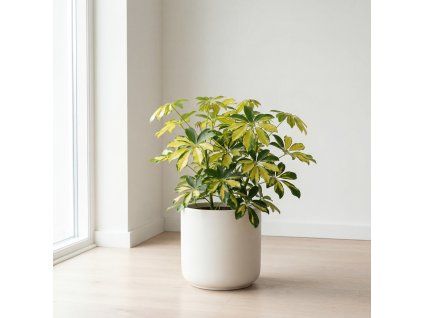 Schefflera arboricola - Gerda