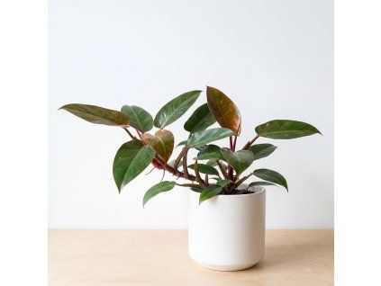 Philodendron mars
