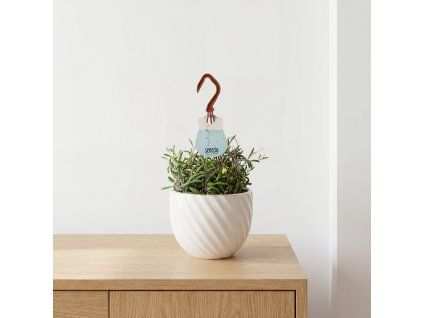 Senecio - String of Pearls