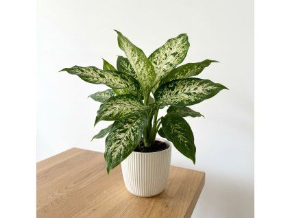 Dieffenbachia - Camilla