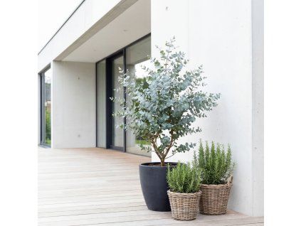 Eucalyptus gunnii Royal