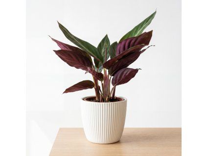 Calathea - kalatea