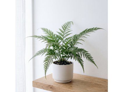 Asplenium parvati
