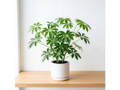 Schefflera luseana – Šeflera luseana