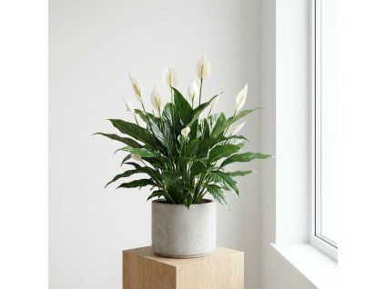 Spathiphyllum bingo cupido