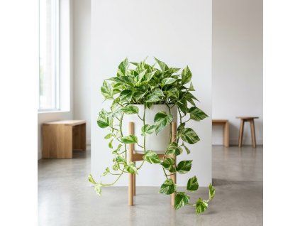 Epipremnum aureum 'Marble Queen'