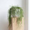Rhipsalis - převislý kaktus