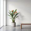 Strelitzia reginae