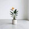 Strelitzia reginae - strelície královská